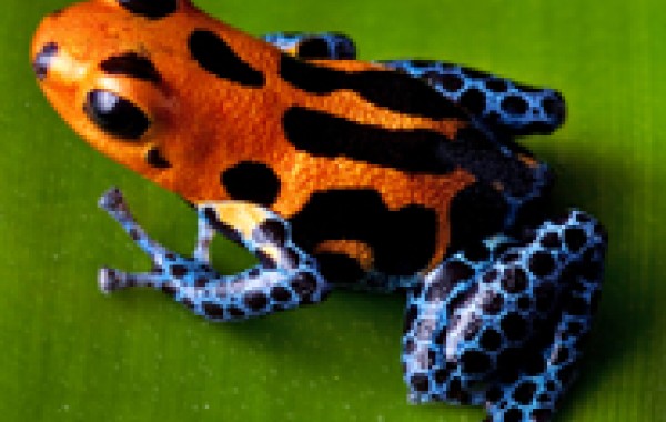 Red Backed Poison Dart Frog